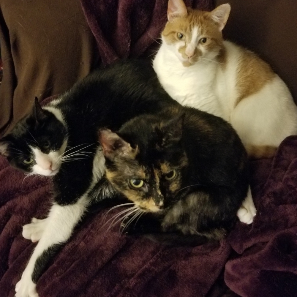 Cat friendly home- no cats in the workspace